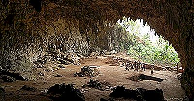 Des Animaux Qui Vivent Dans Les Grottes