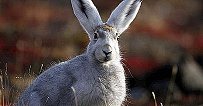 Tiere, Die In Der Tundra Leben