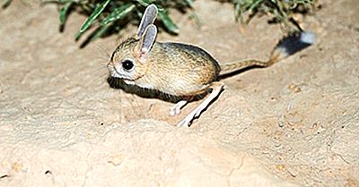 Animais Com As Caudas Mais Longas