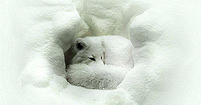 Arctic Fox Fapte: Animalele Din Arctica
