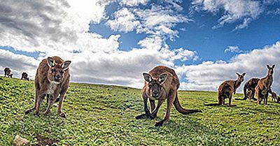 Er Kenguruer Bare Funnet I Australia?