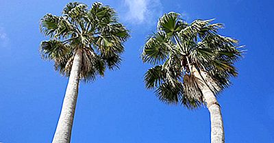 Zijn Palmbomen Inheems In Florida?