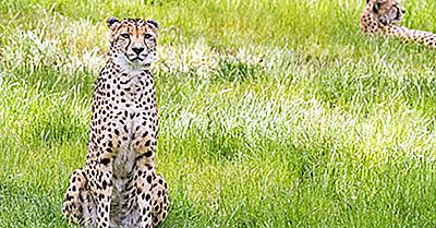 Asiatiske Cheetah Fakta - Dyr I Iran