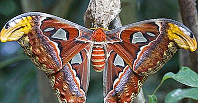 Atlas Moth Facts - Animals Of Southeast Asia