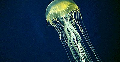 Caixa-Medusa Australiana - Animais Da Oceania