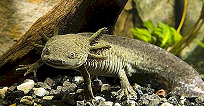 Axolotl Feiten - Dieren Van Zuid-Amerika