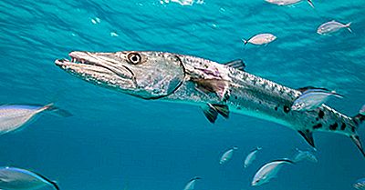 Barracuda Fakta - Djur Av Havet