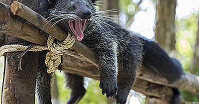 Bearcat-Feiten - Dieren Van Azië