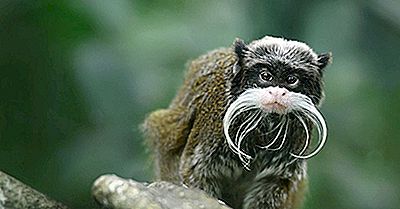 Bärtiger Kaiser Tamarin Fakten: Tiere Von Südamerika