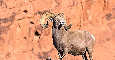 Bighorn Sheep Facts: Les Animaux D'Amérique Du Nord