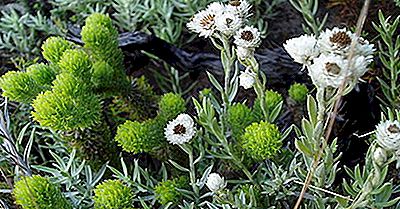 The Biodiversity Hotspot Van Cape Floristic Region, Zuid-Afrika