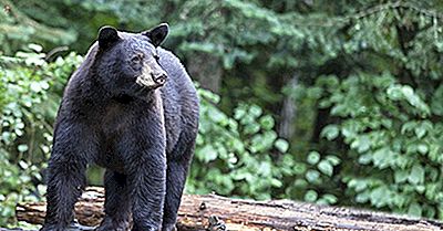 Black Bear Fakten: Tiere Von Nordamerika