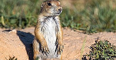 Chien De Prairie À Queue Noire: Animaux D'Amérique Du Nord
