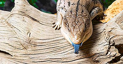 Blue-Tongued Skink: Djur I Oceanien