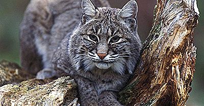 Fatti Del Gatto Selvatico: Animali Del Nord America