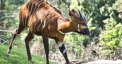 Bongo Facts: Les Animaux D'Afrique