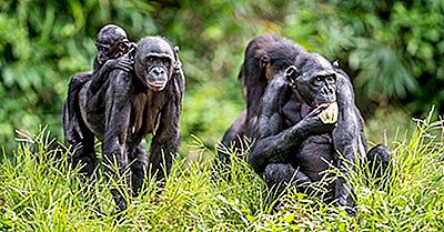 Bonobo Fakta - Dyr I Afrika