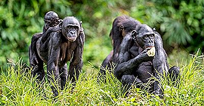 Datos De Bonobo - Animals Of Africa