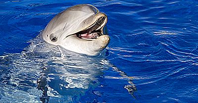 Bottlenose Dolphin Fakta: Djur I Nordamerika