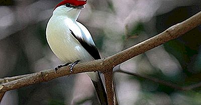 Brasiliens Kritisch Gefährdete Endemische Vögel
