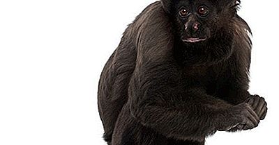 Mamíferos Criticamente Ameaçados Do Brasil