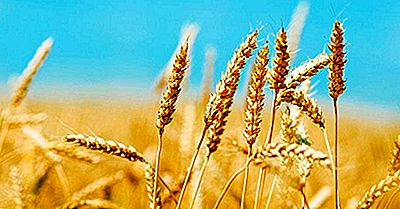 The Breadbaskets Of The World