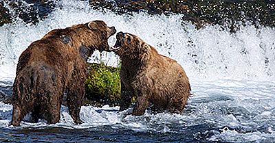 Fatos Do Urso-Pardo: Animais Da América Do Norte