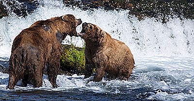 Brown Bear Fakta: Djur I Nordamerika