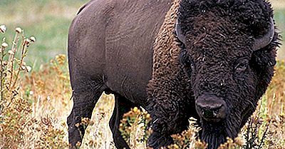 Datos De Buffalo: Animales De América Del Norte