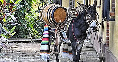 Burro Facts: Animals Of North America