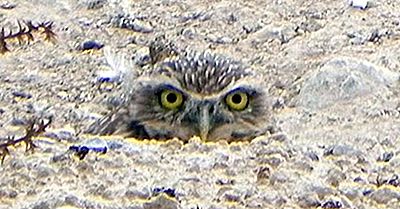 Burrowing Owl Fakta: Dyr I Nord-Amerika