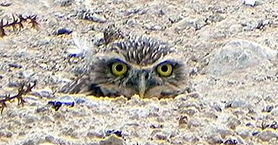 Burrowing Owl Fakten: Tiere Von Nordamerika