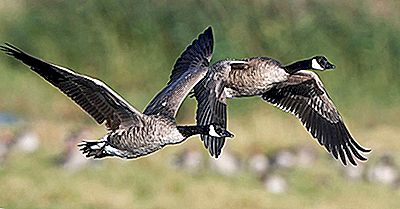 Canada Goose Fakta: Dyr I Nordamerika