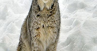 Kanadischer Luchs-Tatsachen: Tiere Von Nordamerika