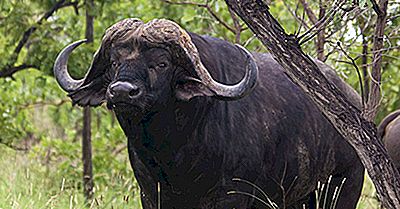Cape Buffalo Fakta: Dyr I Afrika