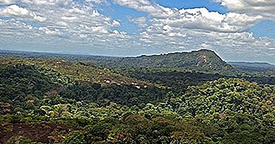Suriname Naturale Din Rezervația Centrală