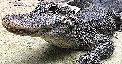 Faits Sur L'Alligator Chinois - Animaux D'Asie