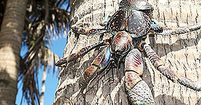 Coconut Crabs Feiten: Animals Of The World