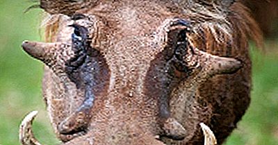 Datos Comunes De Warthog: Animales De África