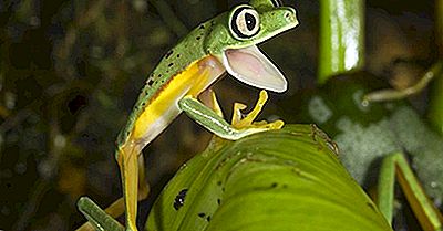 Anfibi In Grave Pericolo Di Estinzione Della Costa Rica