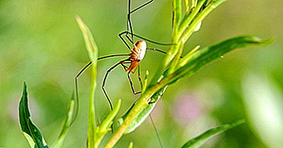 Daddy Long Leg Feiten: Animals Of The World