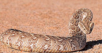 Tödliche Schlangen In Afrika Gefunden