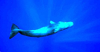 Dybeste Dykning Marine Mammals