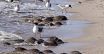 Delaware Bay, États-Unis