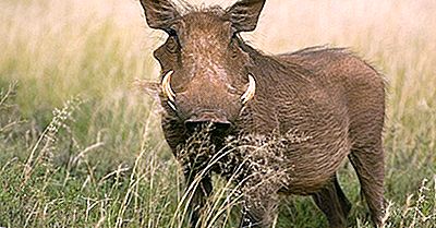 Desert Warthog Feiten: Animals Of Africa