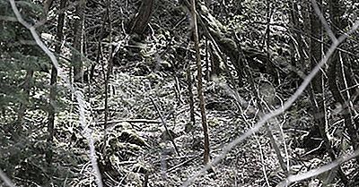 Saviez-Vous Que La Forêt Mystérieuse D'Aokigahara Est Également Connue Sous Le Nom De Forêt Suicidaire?