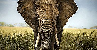 As Diferenças Entre Um Elefante Asiático E Um Elefante Africano