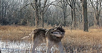 Dire Wolfs Fakta: Utdöda Djur Av Världen