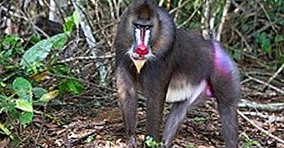 Ecossistemas Da Floresta Tropical Do Rio Dja E Reserva De Fauna, Camarões