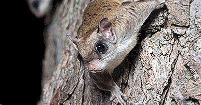 Fliegen Fliegen Eichhörnchen Wirklich?